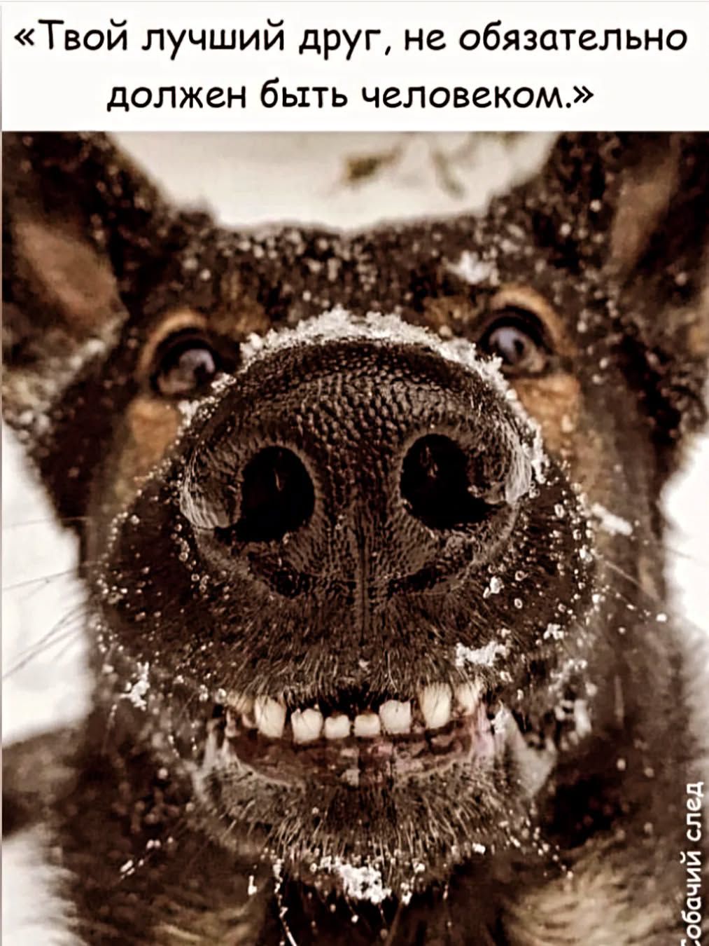 «Твой лучший друг, не обязательно должен быть человеком.»