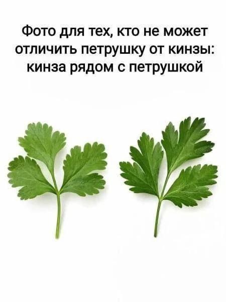 Фото для тех, кто не может отличить петрушку от кинзы: кинза рядом с петрушкой