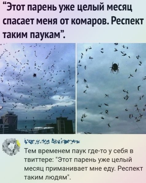 Этот парень уже целый месяц спасает меня от комаров Респект таким паукам _ тг тт жітт 1 Тем временем паук гдето у себя в твиттере Этот парень уже целый месяц примамивает мне едуе Респект таким пюдям