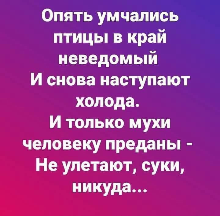 Опять умчались птицы в край неведомый И снова наступают холода И только мухи человеку преданы Не улетают суки никуда