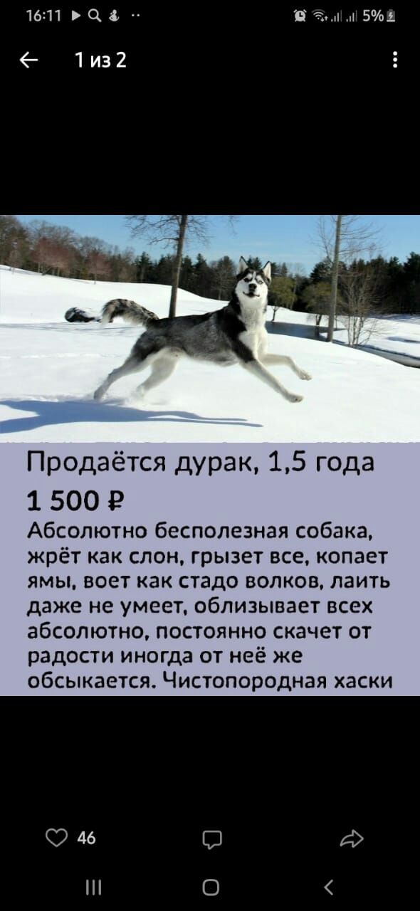 16111 Ц т 5 е 1из2 Продаётся дурак 15 года 1500 Абсолютно бесполезная собака жрёт как слон грызет все копает ямы воет как стадо волков лаить даже не умеет облизывает всех абсолютно постоянно скачет от радости иногда от неё же обсыкается Чистопородная хаски 46 С о