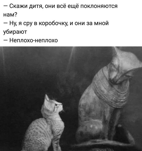 Скажи дитя они всё ещё поклоняются нам Ну я сру в коробочку и они за мной уби ют Неплохо неплохо