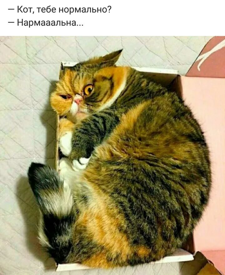 Кот тебе нормально Нармааальна