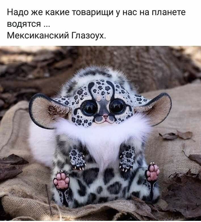 Надо же какие товарищи у нас на планете водятся Мексиканский Глазоух