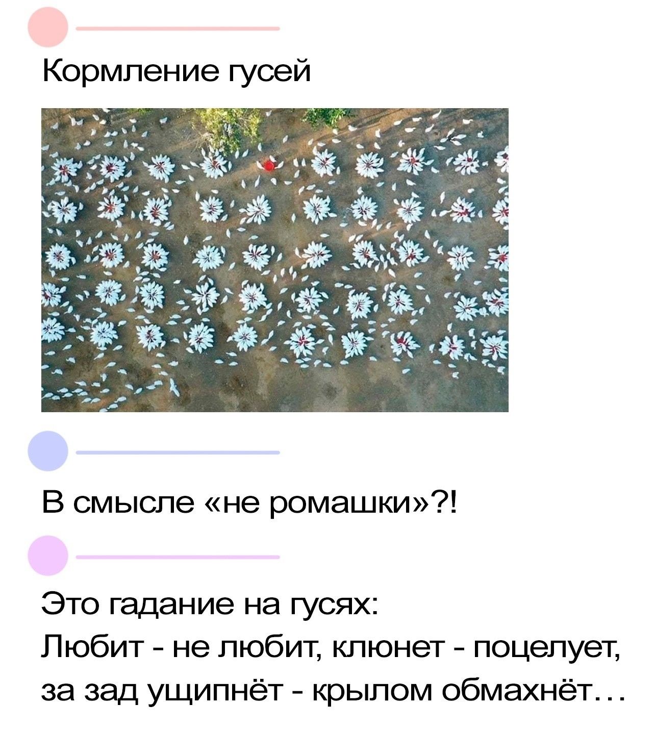 Кормление гусей В смысле не ромашки Это гадание на гусях Любит не любит клюнет поцепует за зад ущипнёт крылом обмахнёт