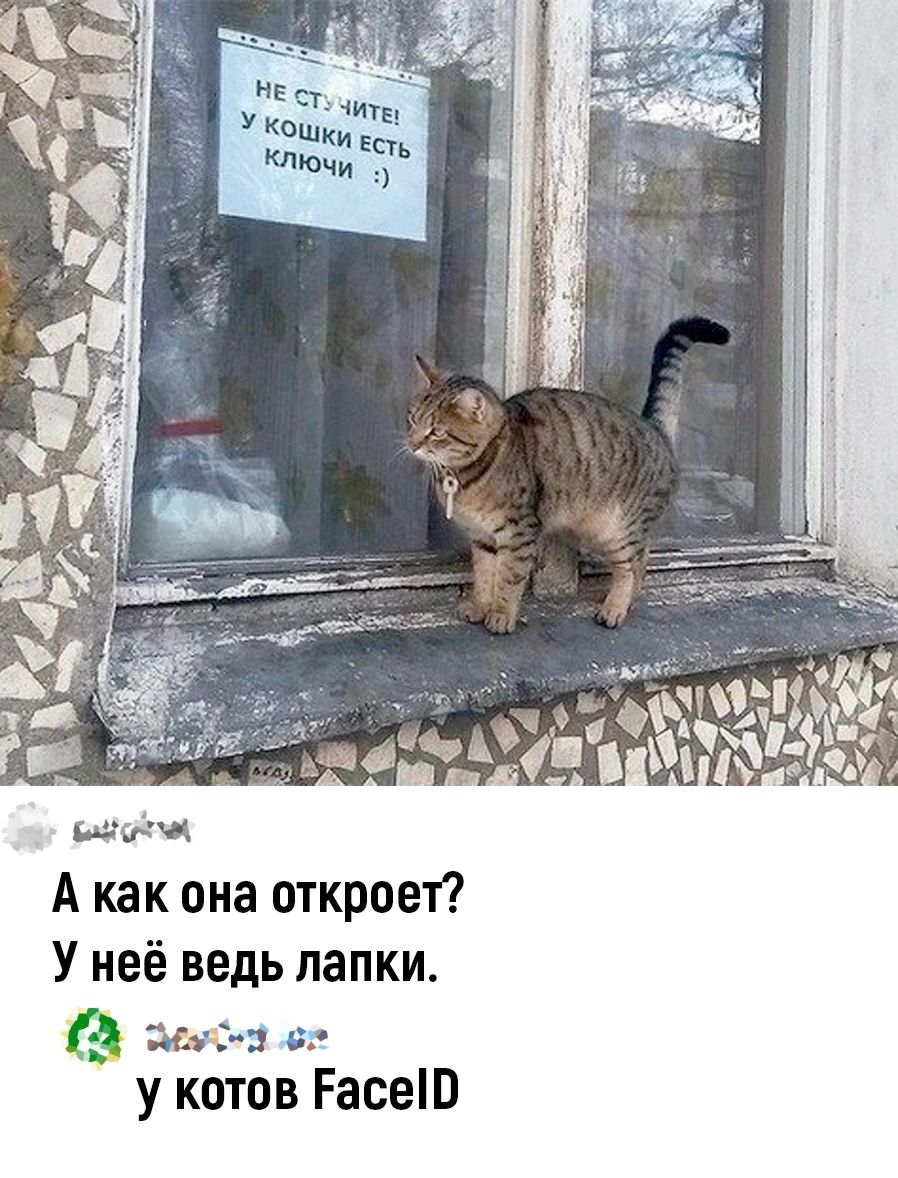 Щпёд А как она откроет У неё ведь папки дачи Б у котов РасеЮ