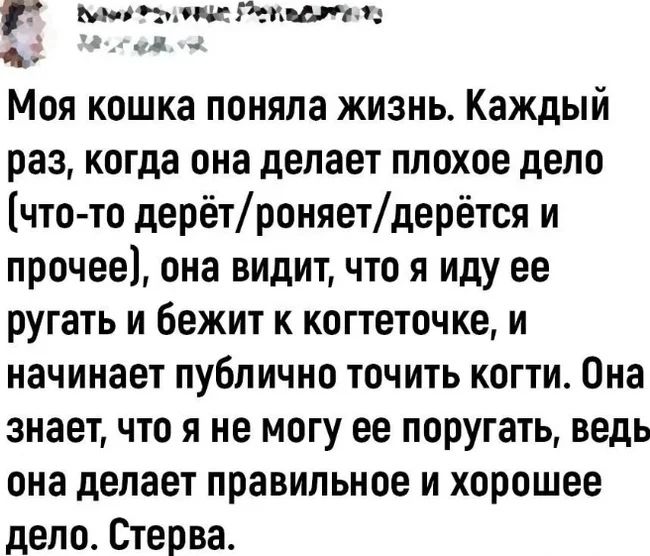 мп тли тили 4 5 Моя кошка поняла жизнь Каждый раз когда она делает плохое депо что то дерётроняетдерётся и прочее она видит что я иду ее ругать и бежит к когтеточке и НЗЧИНЗЕТ ПУБЛИЧНО ТПЧИТЬ КОГТИ Она знает ЧТО Я не МОГУ ее поругать ведь она делает правильное И хорошее дело Стерва