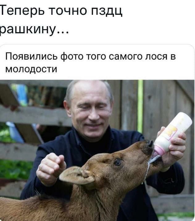 еперь точно пздц ашкину ПОЯВИЛИСЬ фОТО ТОГО СЗМОГО ЛОСЯ В МОЛОДОСТИ