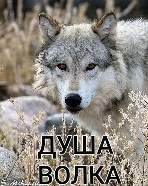 ДУША ВОЛКА