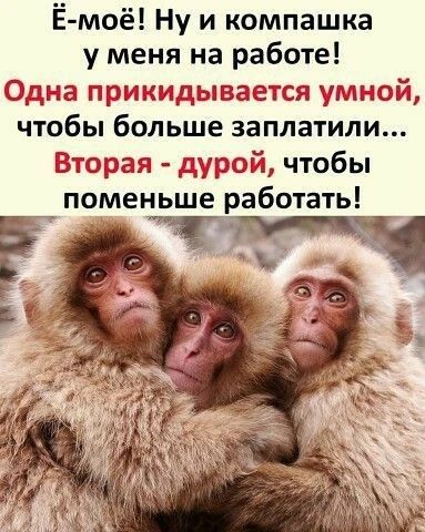 Ё-моё! Ну и компашка у меня на работе! Одна прикидывается умной, чтобы больше заплатили... Вторая — дура, чтобы поменьше работать!