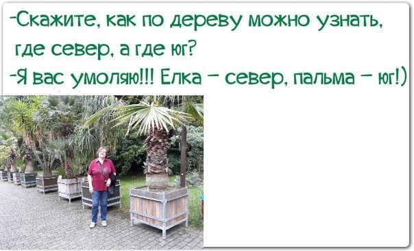 Скажите как по дереву можно узнать где север а где юг Я вас умоляю Елка север пальма юг
