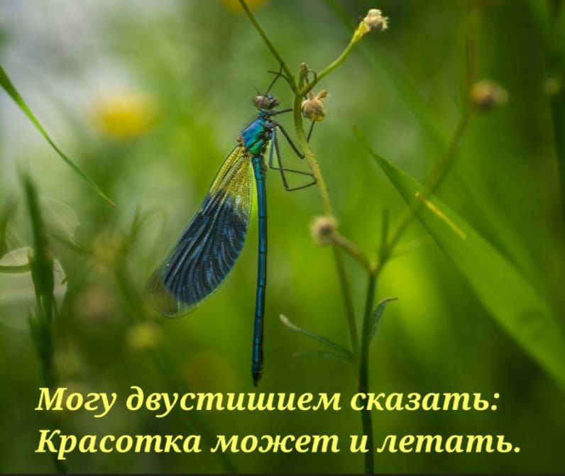 Могу двустишием сказать Красотка моэюет и летать