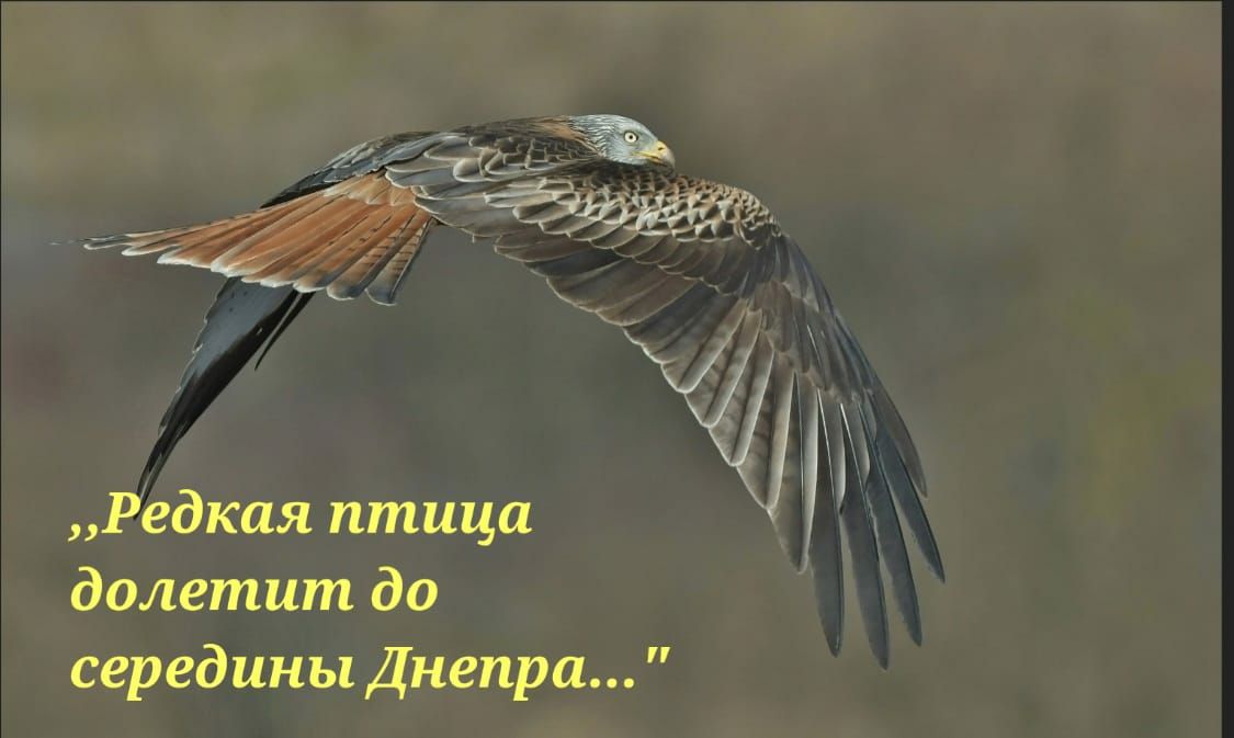 Редкая птица долетит до середины Днепра