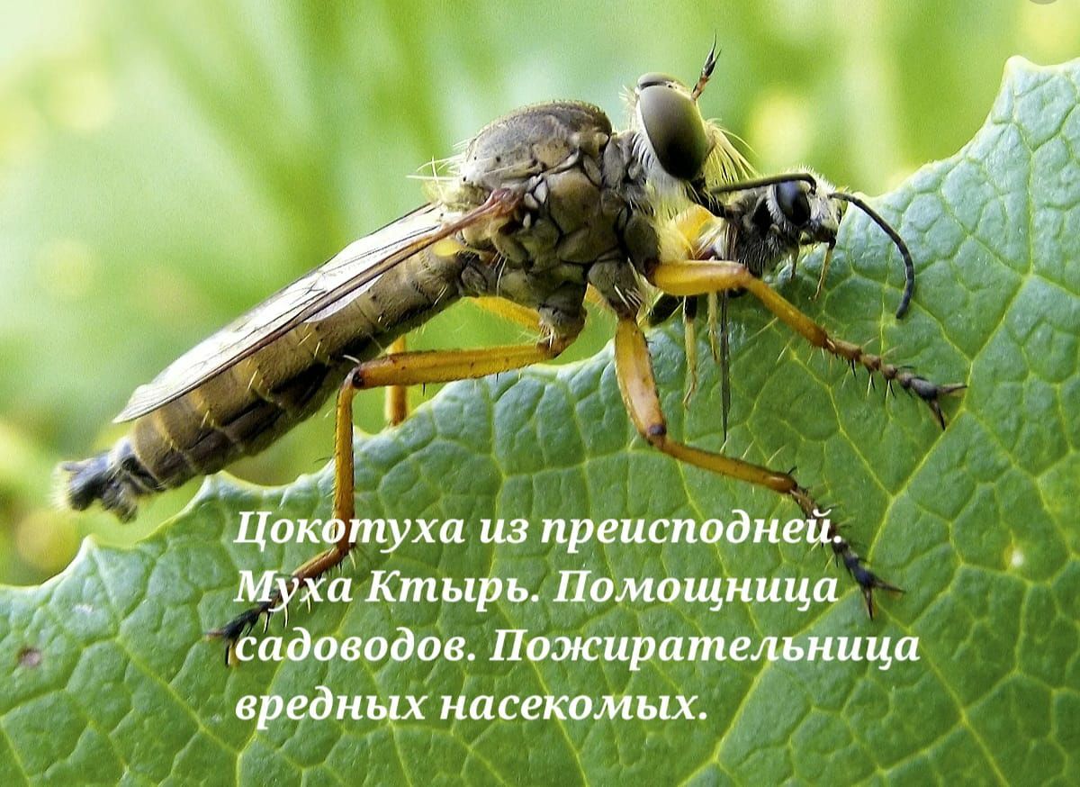 ёухп Кимры тиши ща садоводов диоптрии и насекомых _