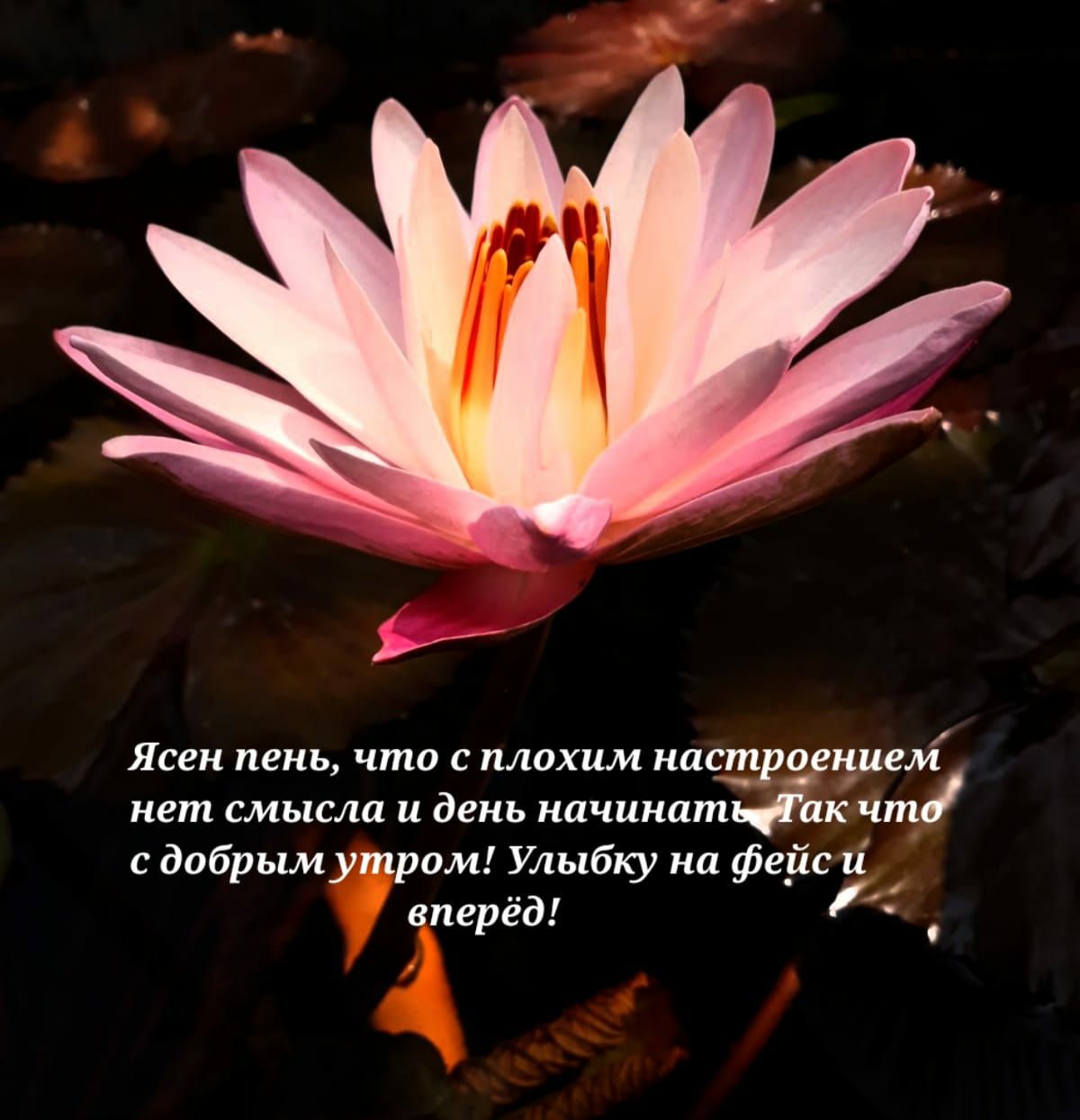 Ясен пень что С плохим ППСМ нет смысла и день ипчиипт кчт с дпбрымутрам Улыбку кл ф и вперёд