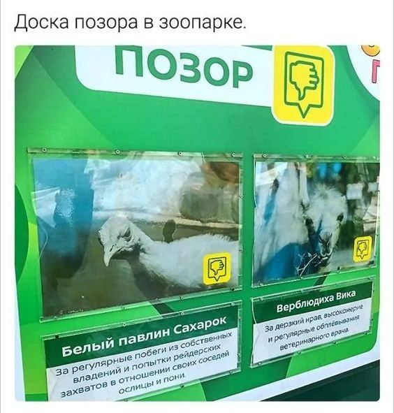 Доска позора В зоопарке