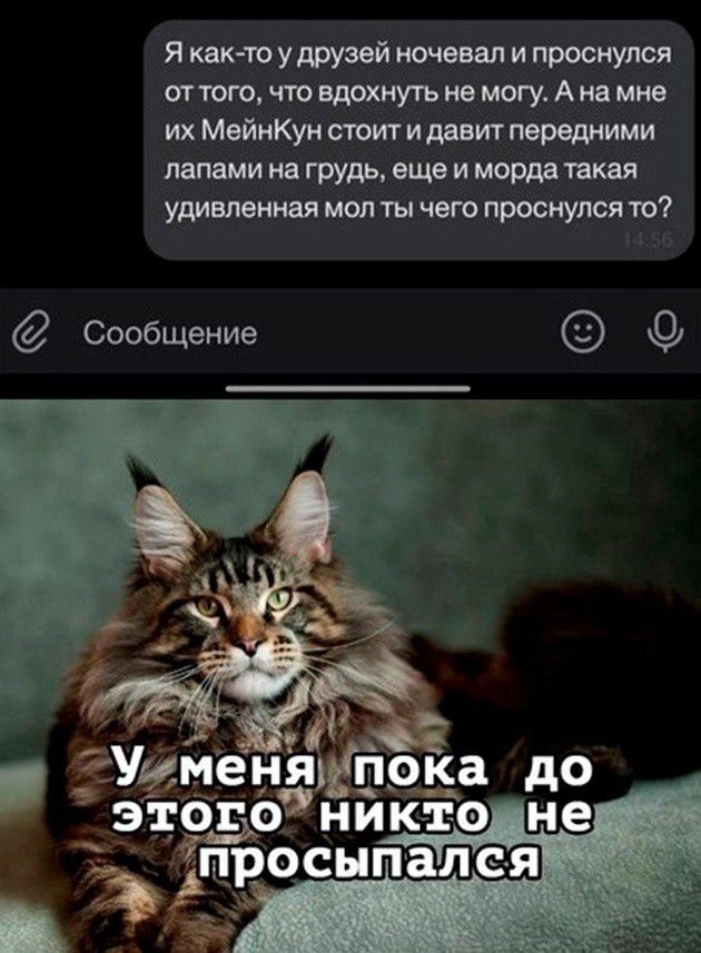 Я как то у друзей ночевал и проснулся от того что вдохнуть не могу А на мне их МейнКун стоит и давит передними лапами на грудь еще и морда такая удивленная мол ты чего проснулся то Сообщение