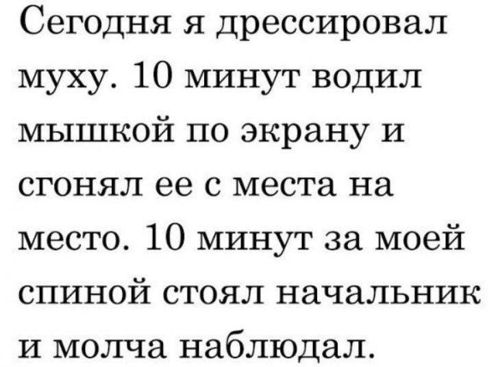 Сегодня я дрессировал муху 10 минут водил мышкой по экрану и сгонял ее с места на место 10 минут за моей спиной стоял начальник и молча наблюдал