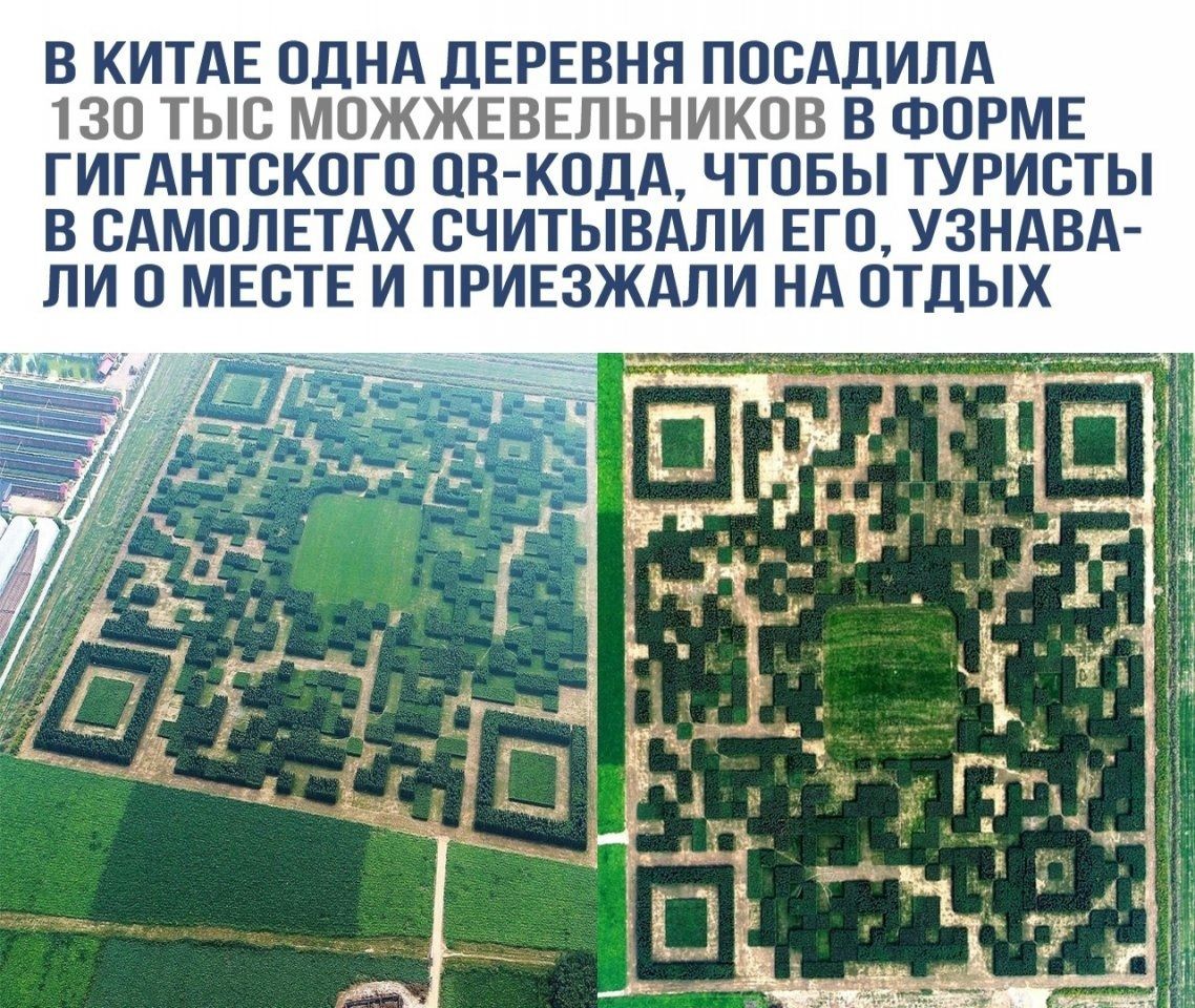 В КИТАЕ ОДНА ДЕРЕВНЯ ПОСАДИЛА 130 ТЫС МОЖЖЕВЕЛЬНИКОВ В ФОРМЕ ГИГАНТСКОГО ОВ КОДА ЧТОБЫ ТУРИСТЫ В САМОЛЕТАХ СЧИТЫВАЛИ ЕГО УЗНАВА ЛИ О МЕСТЕ И ПРИЕЗЖАЛИ НА ОТДЫХ