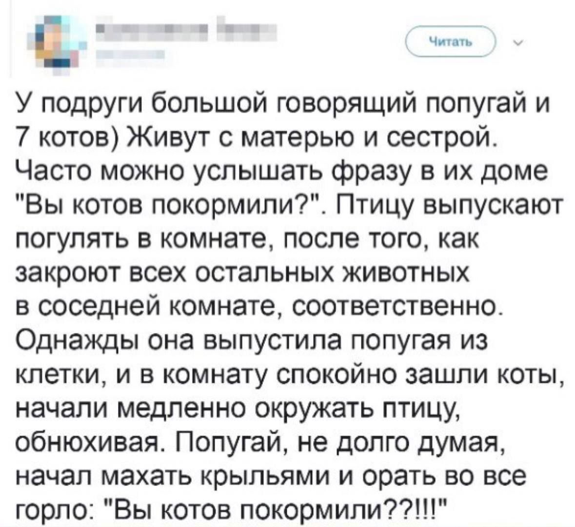 У подруги большой говорящий попугай и 7 котов Живут с матерью и сестрой Часто можно услышать фразу в их доме Вы котов покормили Птицу выпускают погулять в комнате после того как закроют всех остальных животных в соседней комнате соответственно Однажды она выпустила попугая из клетки и в комнату спокойно зашли коты начали медленно окружать птицу обн