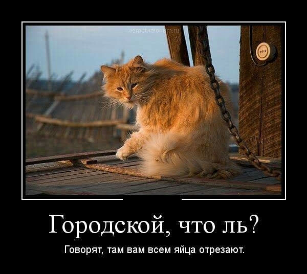 Городской что ль Говорят там вам всем яйца отрезают