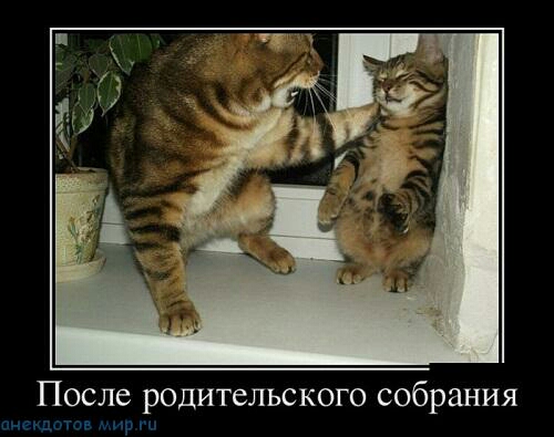После родительского собрания и им