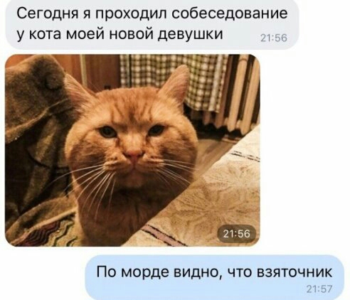 Сегодня я проходил собеседование у кота моей новой девушки ПО морде ВИДНО ЧТО ВЗЯТОЧНИК 71 57