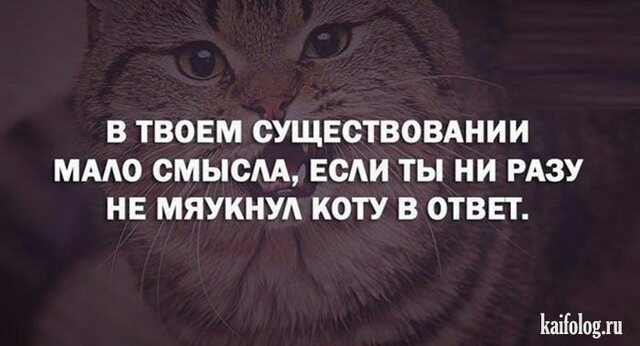 В ТВОЕМ СУЩЕСТВОВАНИИ ММО СМЫСАА ЕСАИ ТЫ НИ РАЗУ НЕ МЯУКНУА КОТУ В ОТВЕТ Каііоіоып