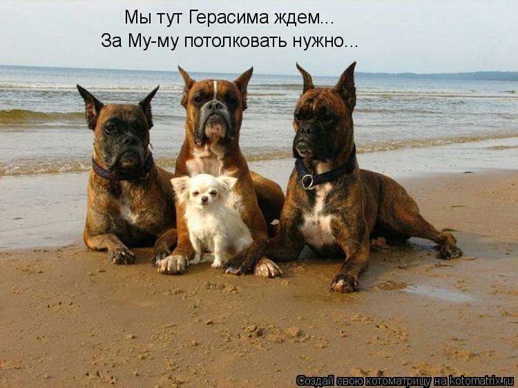 Мы тут Герасима ждем За Му му потопковать нужно