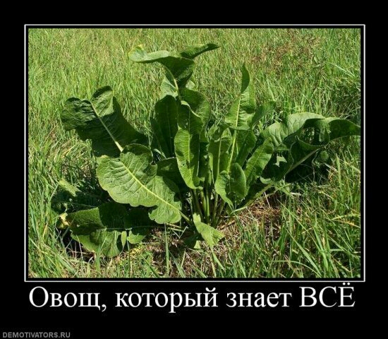 Овощ который знает ВСЕ вемапиюкми