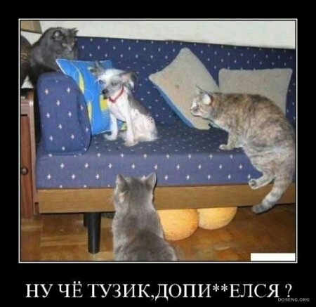 ну ЧЁ ТУЗИКДОПИЕЛСЯ