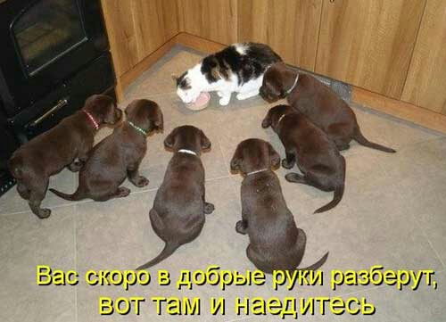 ВЕН 051005 3 добрые РУП изгибе вот гели и наедитесь