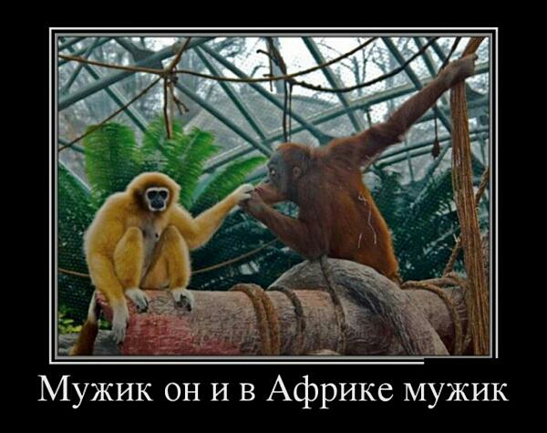 Мужик он и в Африке мужик