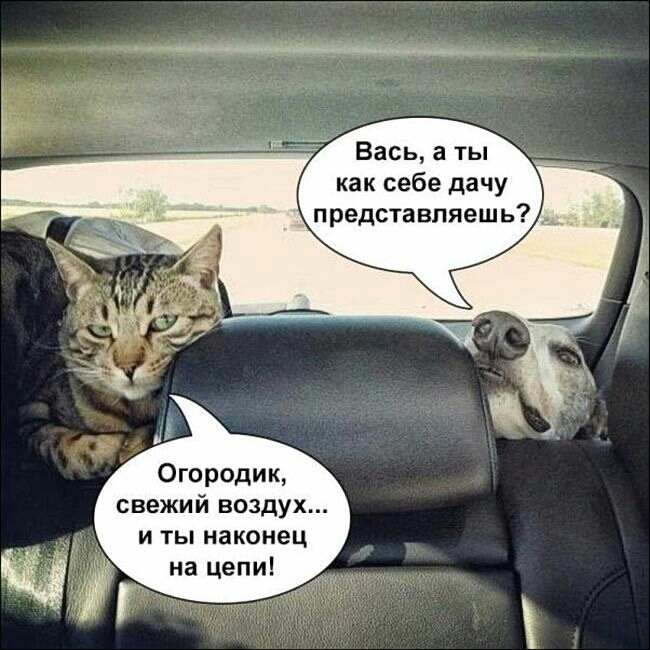 Вась а ты как себе дачу представляешь Огородик свежий воздух и ты наконец на цепи