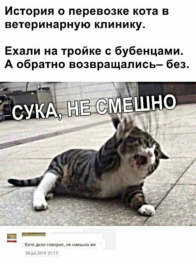 История о перевозке кота в ветеринарную клинику Ехали на тройке с бубенцами А обратно возвращались без