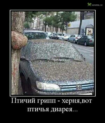 Птичий грипп хернявот птичья диарея