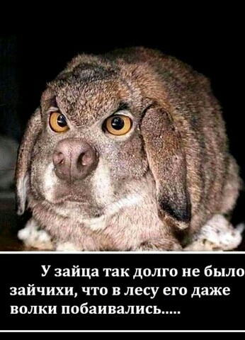 У зайца так долго не было зайчихи что в лесу его даже волки побаивались