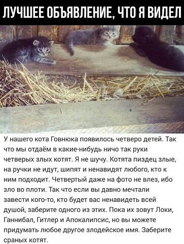 ЛУЧШЕЕ ПБЪНВЛЕНИЕ ЧТО Я ВИДЕЛ у нашею кита Гивнюка паявились четвери детей Так чт мы итдаем в какиегнибудь ничо так руки чегвепых злых котят я ие шучу котята пиздец злые на ручки не идут шипят и иеиавидят любого кп иим подходит Четвертый даже на Фото не влез ибо алс ао ппити Так чта если вы давно мечтали завести киггпи кт будет вас ненавидеть всей душий заберите идиша из етих Пока их аоеут Лаки Га