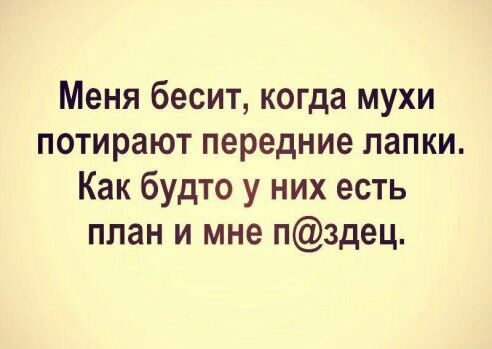Меня бесит когда мухи потирают передние папки Как будто у них есть план и мне п3дец