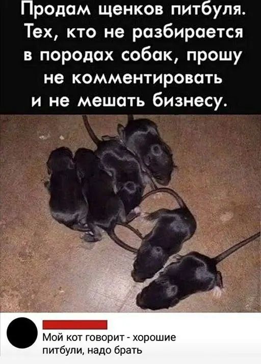 Продам щенков питбуля Тех кто не разбирается в породах собак прошу не комментировать и не мешать бизнесу и кот говорит _ хорошие питбули надо брать