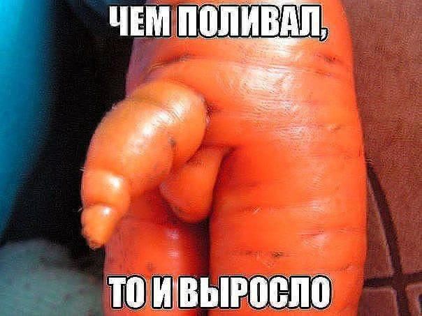 ЧЕМ ПОЛИВАЛ, ТО И ВЫРОСЛО