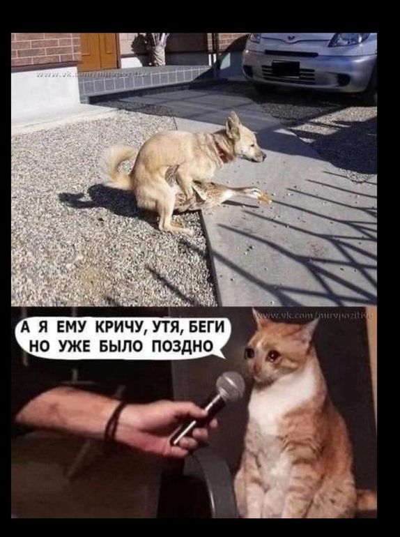 А Я ЕМУ КРИЧУ, УТЯ, БЕГИ НО УЖЕ БЫЛО ПОЗДНО