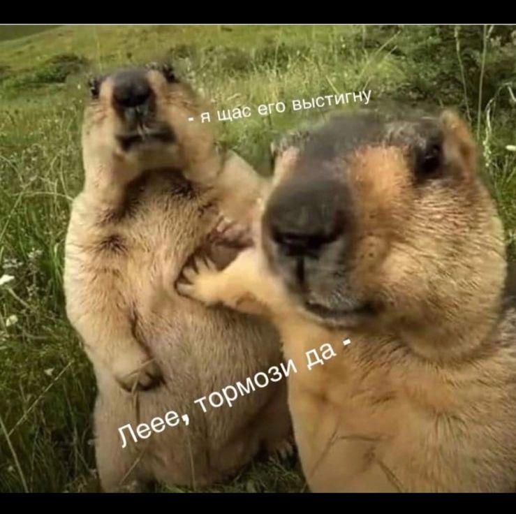 я щас его достину Леее, тормози да