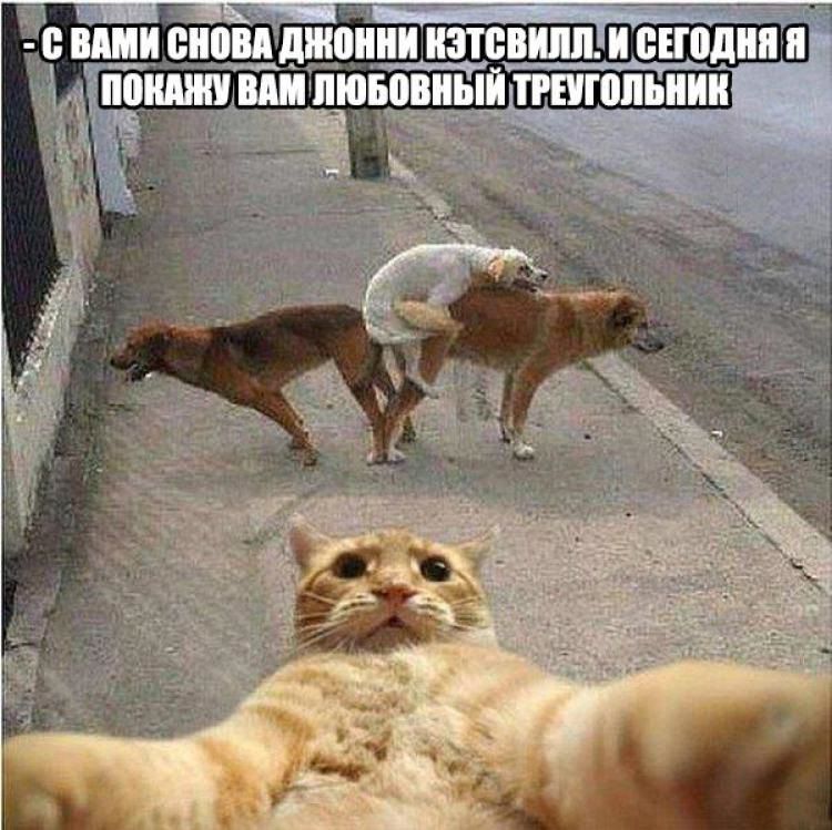 - С вами снова Джонни Кэтсвилл. И сегодня я покажу вам любовный треугольник.
