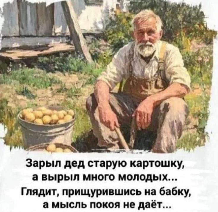 Зарыл дед старую картошку, а вырыл много молодых... Глядит, прищурившись на бабку, а мысль покоя не даёт...