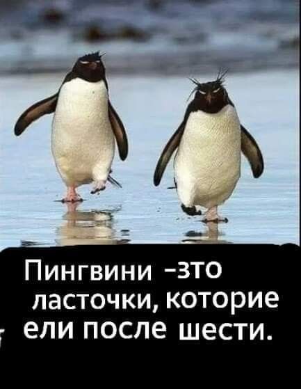 Пингвины - это ласточки, которые ели после шести.