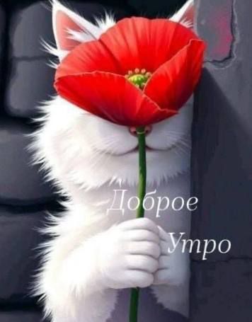 Доброе утро