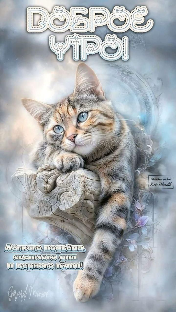 Доброе утро! Ангельский котик на камне с пожеланием светлого дня и верного пути.