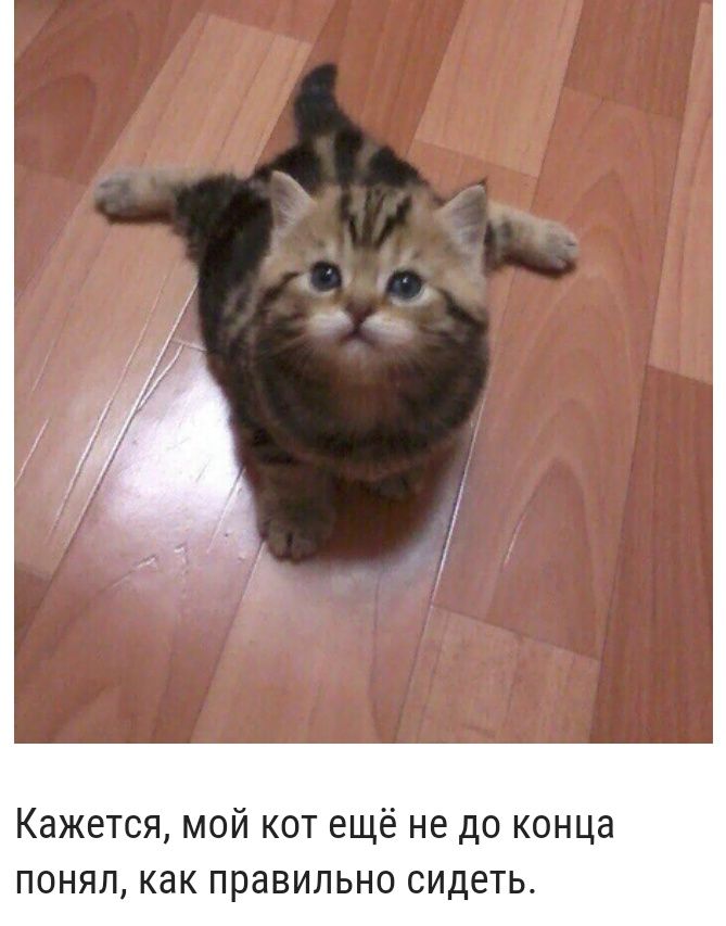 Кажется мой кот ещё не до конца понял как правильно сидеть