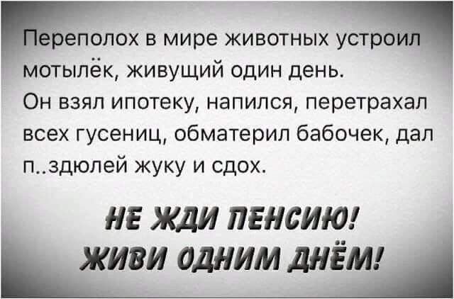 реполох в мире животных устрои мотылёк живущий один день Он взял ипотеку напился перетрахал всех гусениц обматерил бабочек дал пздюлей жуку и сдох НЕ Жди ПЕНСИЮ _ живи одним днём